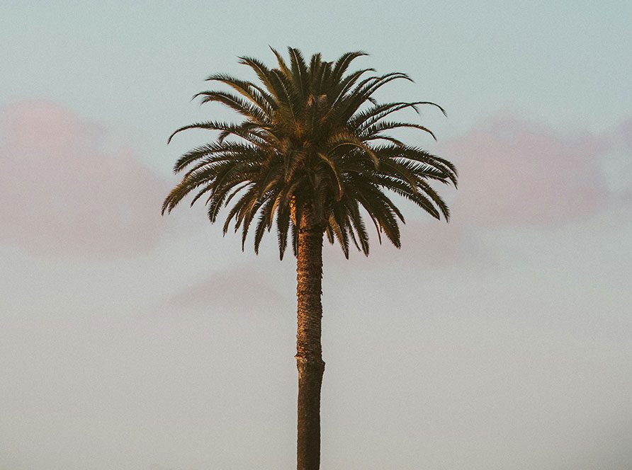 Palm tree in San Bernardino, California.