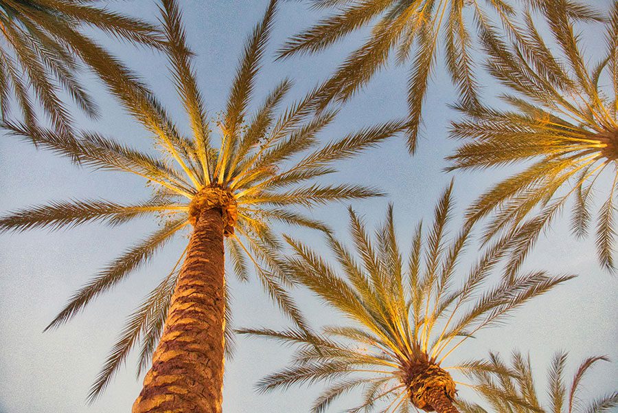 A group of palm trees near an office of sexual harassment lawyers near me in Bakersfield, CA