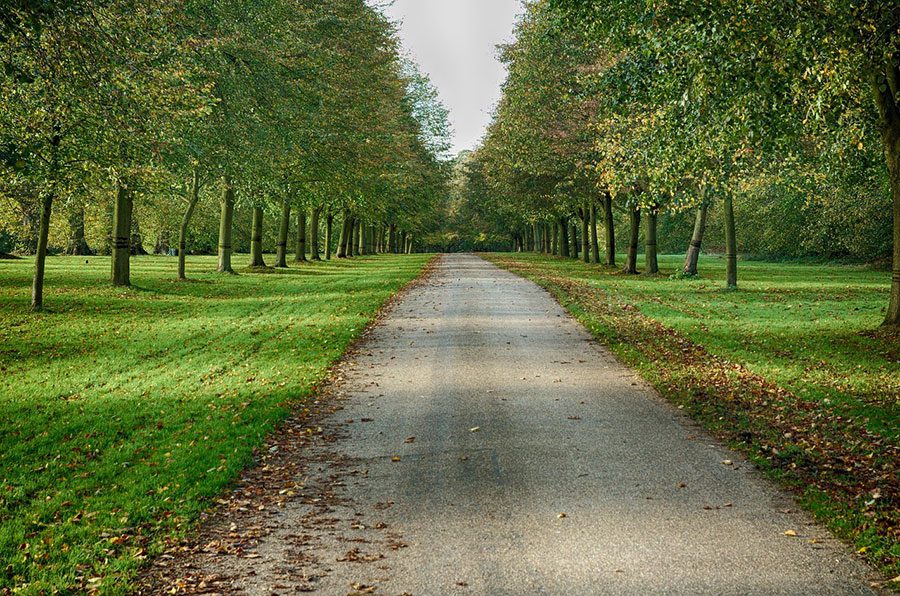 A path through trees in Modesto, California.