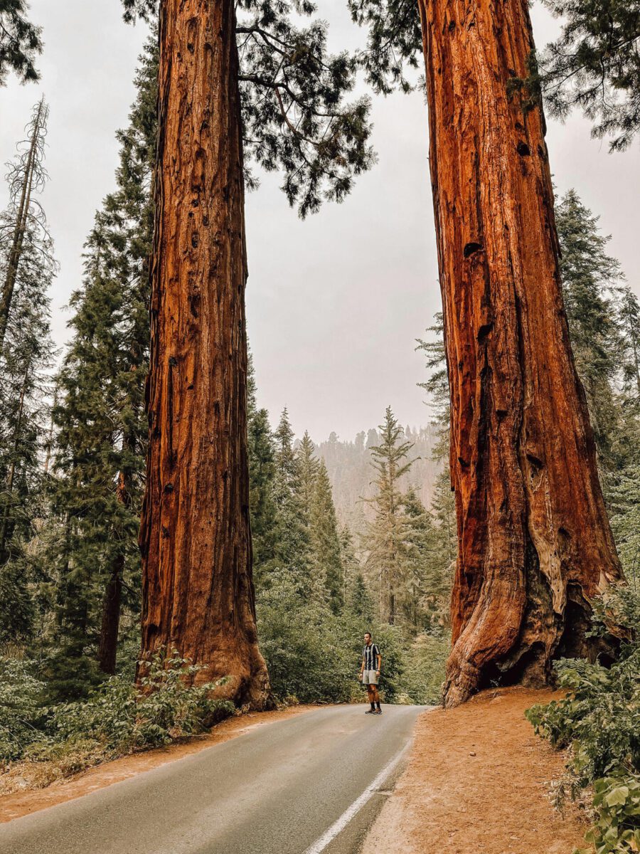 A man standing on a narrow road between two Sierra Redwood trees in Tulare County, CA.